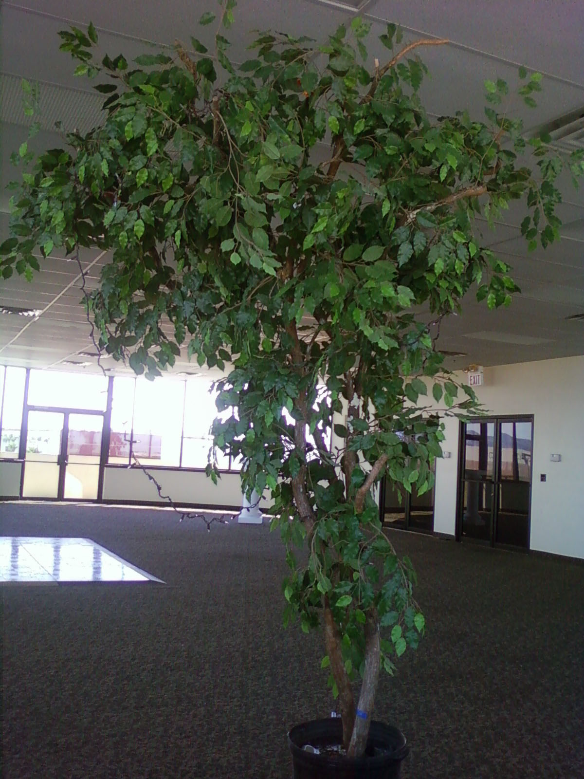 10' Ficus Tree